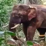 तमिलनाडु में जंगली हाथी ने रिसर्च इंटर्न को मार डाला