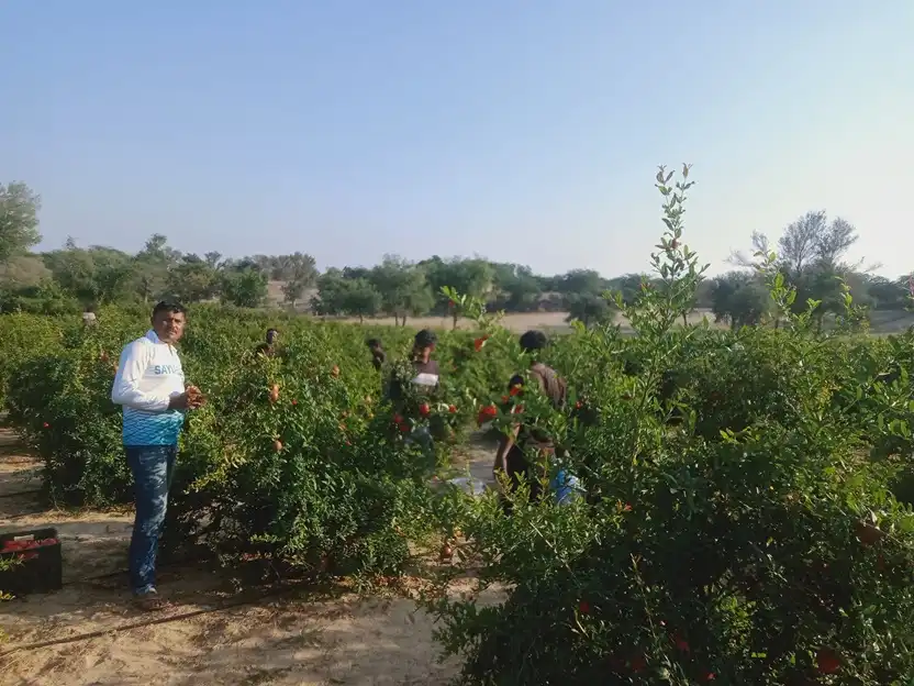 बाड़मेर: धोरों में उपज रहे अनार फल, किसान बागवानी में ले रहे रूची 