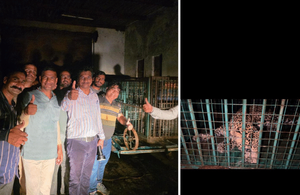 लेपर्ड शावक को ट्रेंकुलाइज करने में मिली सफलता