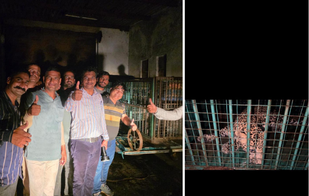 लेपर्ड शावक को ट्रेंकुलाइज करने में मिली सफलता