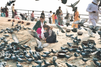 कबूतरों को दाना डालने से सेहत पर पड़ सकते हैं गंभीर प्रभाव