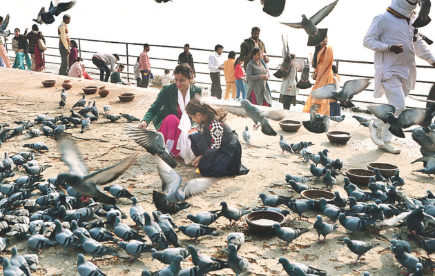 कबूतरों को दाना डालने से सेहत पर पड़ सकते हैं गंभीर प्रभाव