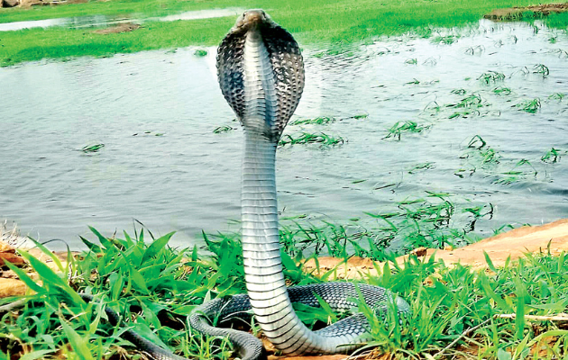 कोबरा के बाद अब शहर में अजगर का आतंक