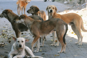कोटा में आवारा कुत्तों के लिए खाना डालने की नई व्यवस्था