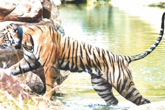 बूंदी के पास सुरक्षित ठिकाना खोज रही बाघिन आरवीटी-8