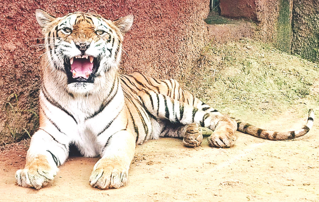 नाहरगढ़ बायोलॉजिकल पार्क की 21 साल की बाघिन रंभा