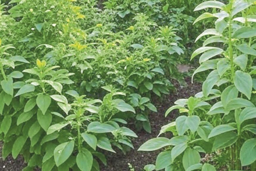 राजस्थान में हर विधानसभा क्षेत्र में मेडिसिन पार्क का निर्माण होगा