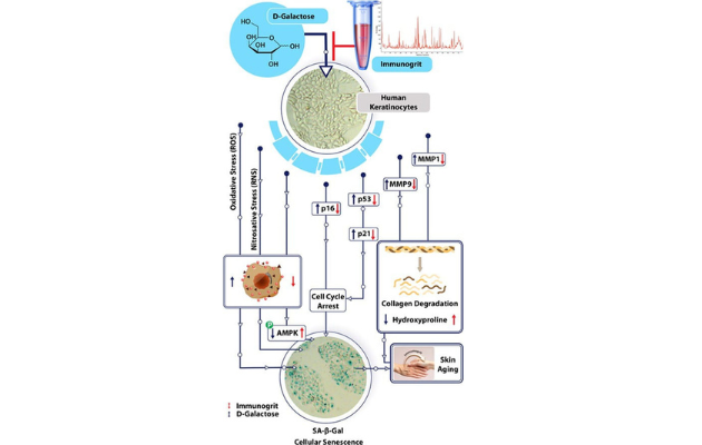 पतंजलि के शोध ने अजरता-अमरता के रहस्य को उजागर किया