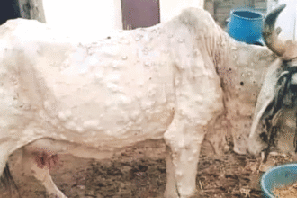 जोधपुर में लंपी बीमारी से गौवंश संकट में, प्रशासन की अनदेखी
