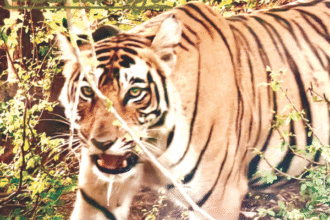 बाघिन आरवीटी-8 ने कालदा के जंगलों की ओर किया रुख