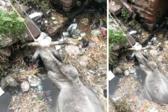 खानपुर में गंदगी से भरा नाला, बीमारियों का खतरा बढ़ा