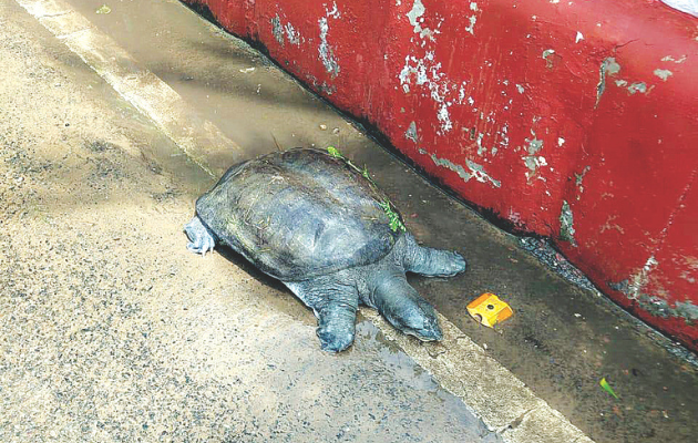 आमेर में तेज बारिश से रामबाग में पानी भर गया