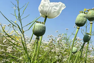 अफीम खेती के लिए नई नीति, एक लाख से अधिक किसानों को लाइसेंस