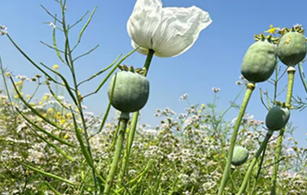 अफीम खेती के लिए नई नीति, एक लाख से अधिक किसानों को लाइसेंस