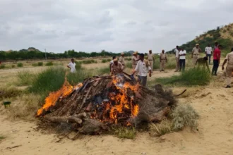 बाड़मेर में 3 करोड़ रुपये की अवैध मादक पदार्थों का नाश