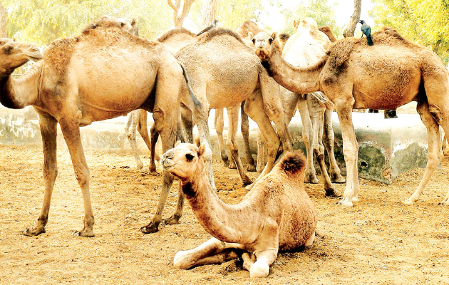 कोटा में ऊंटों की संख्या में कमी, बीमा योजना से मिलेगी मदद