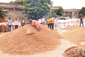 जयपुर मंडियों में मूंगफली की खरीद में तेजी, बारिश का असर