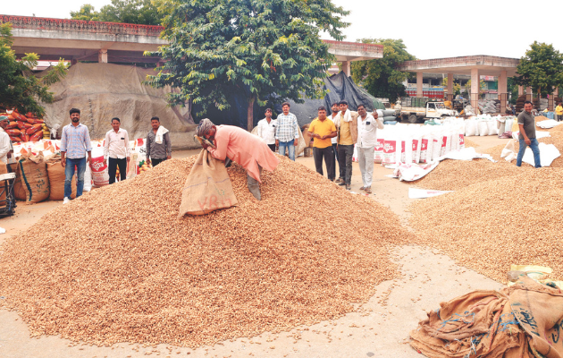 जयपुर मंडियों में मूंगफली की खरीद में तेजी, बारिश का असर