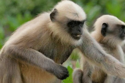 लंगूर के हमले से ग्रामीणों में दहशत, राहत दल असफल