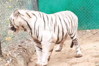 नाहरगढ़ बायोलॉजिकल पार्क में बाघों का नया स्थानांतरण