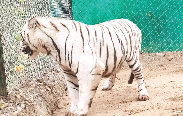 नाहरगढ़ बायोलॉजिकल पार्क में बाघों का नया स्थानांतरण