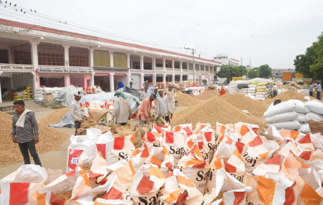 जयपुर मंडी में मूंगफली की बेहतर आवक, बारिश से कीमतों में उतार-चढ़ाव