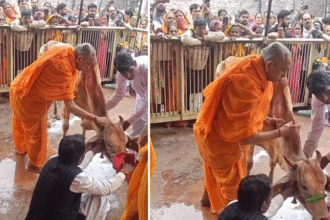 गोपाष्टमी पर गायों की पूजा का उत्सव और श्रद्धा का माहौल