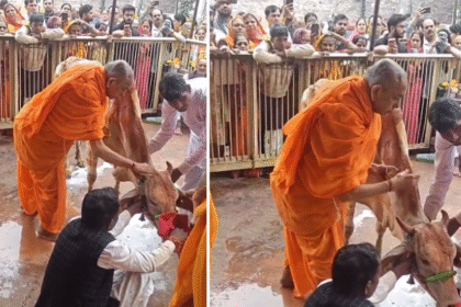 गोपाष्टमी पर गायों की पूजा का उत्सव और श्रद्धा का माहौल