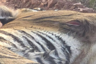 रणथम्भौर में बाघिन के घायल शावक की निगरानी बढ़ी