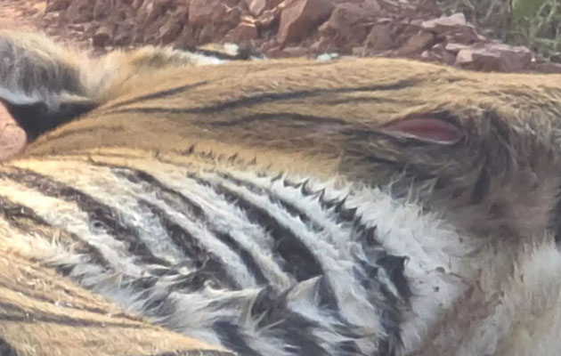 रणथम्भौर में बाघिन के घायल शावक की निगरानी बढ़ी