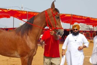 पुष्कर मेले में नगीना घोड़ी बनी आकर्षण का केंद्र