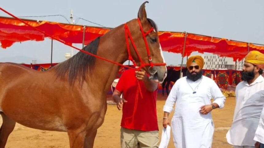 पुष्कर मेले में नगीना घोड़ी बनी आकर्षण का केंद्र