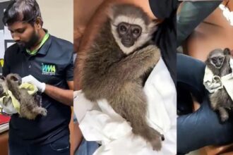मुंबई एयरपोर्ट पर विदेशी यात्री से गिबन की तस्करी का मामला