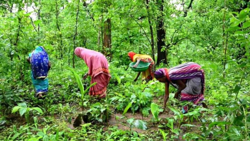किसानों को सब्जी उत्पादन के लिए विशेष अनुदान मिलेगा