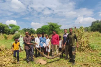 राजसमंद के मोखमपुरा में 10 फीट लंबा अजगर मिला