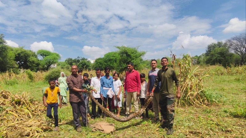 राजसमंद के मोखमपुरा में 10 फीट लंबा अजगर मिला