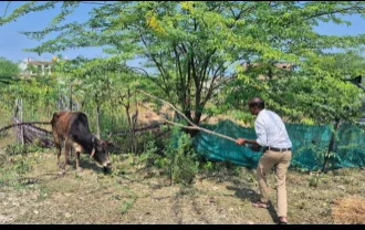 राजसमंद में घायल बैल की मदद ने मानवता का उदाहरण प्रस्तुत किया