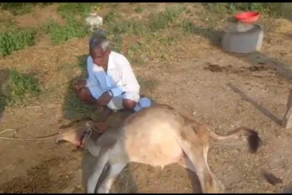 राजसमंद में पैंथर के हमले से ग्रामीणों में भय