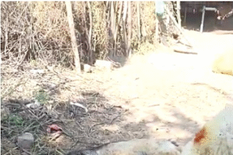 भाद्राजून क्षेत्र में भेड़ों की रहस्यमय मौतों से पशुपालक चिंतित