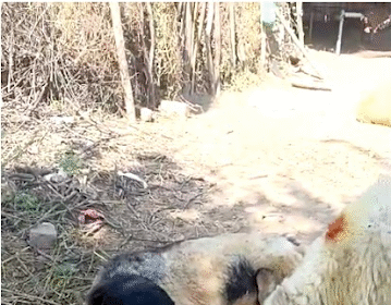 भाद्राजून क्षेत्र में भेड़ों की रहस्यमय मौतों से पशुपालक चिंतित