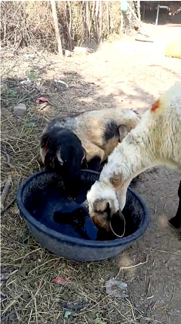 भाद्राजून क्षेत्र में भेड़ों की रहस्यमय मौतों से पशुपालक चिंतित