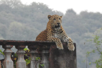 जयपुर के झालाना में वाइल्डलाइफ का रोमांच बढ़ा