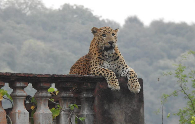 जयपुर के झालाना में वाइल्डलाइफ का रोमांच बढ़ा