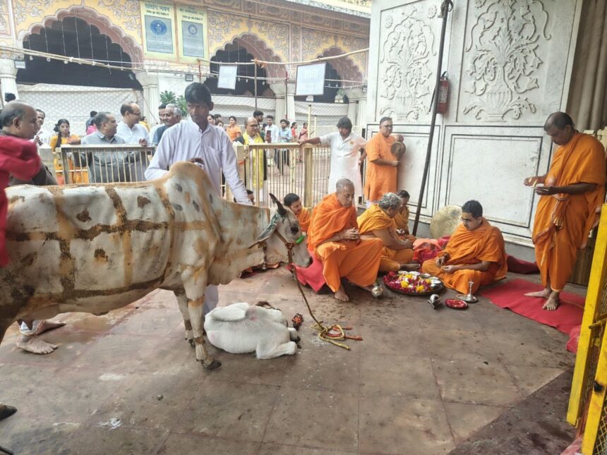 गोपाष्टमी पर गो माता की पूजा में लीन छोटी काशी