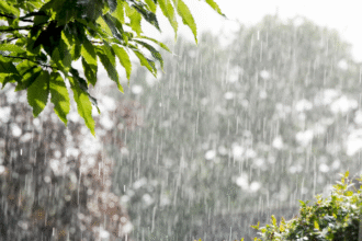 राज्य में बारिश का नया दौर शुरू होने की संभावना