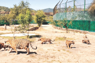 नाहरगढ़ बायोलॉजिकल पार्क में शेर शावक शेरा का जन्मदिन मनाया गया
