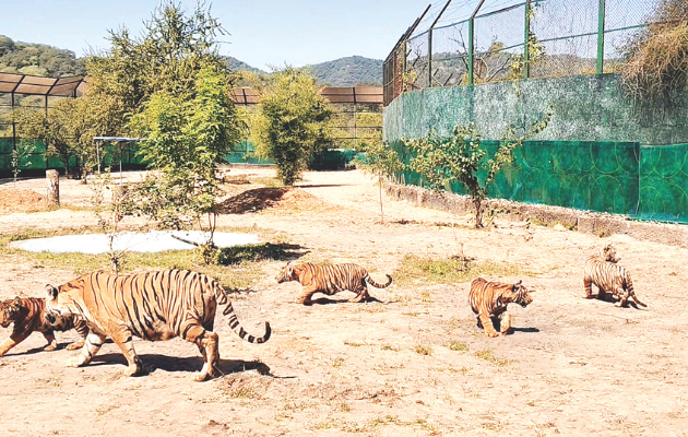 नाहरगढ़ बायोलॉजिकल पार्क में शेर शावक शेरा का जन्मदिन मनाया गया