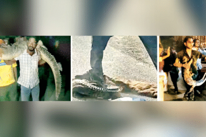 सोशल मीडिया पर रील्स के लिए मगरमच्छों के साथ युवाओं का खतरनाक खेल