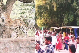 नाहरगढ़ जैविक उद्यान में पर्यटकों की भीड़, सफारी का आनंद लिया