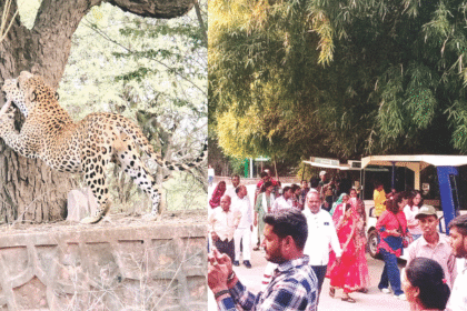 नाहरगढ़ जैविक उद्यान में पर्यटकों की भीड़, सफारी का आनंद लिया